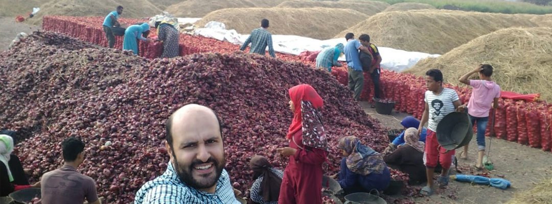 Fresh Egyptian onion harvest